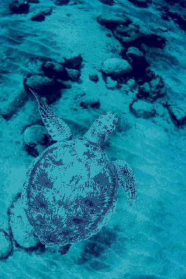 Żółw w żółtej skorupie pływa po oceanie